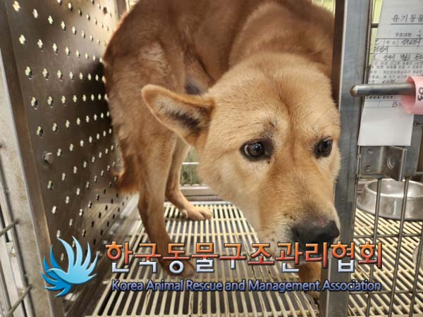 한국동물구조관리협회_441559202500081