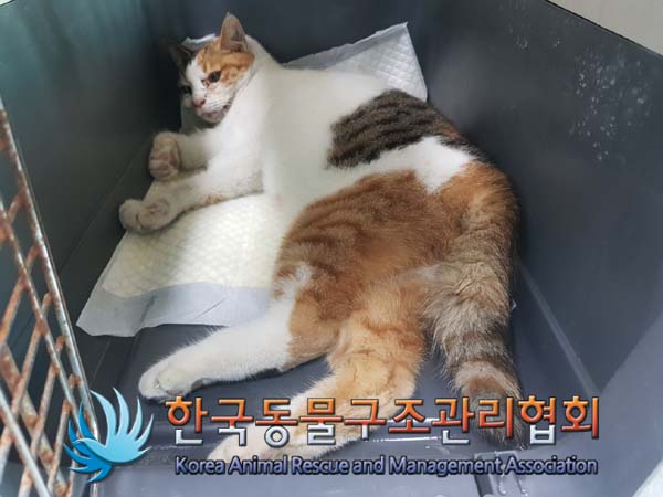 한국동물구조관리협회_411311202500027