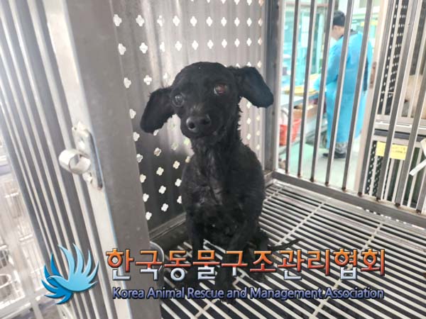 한국동물구조관리협회_411310202500011
