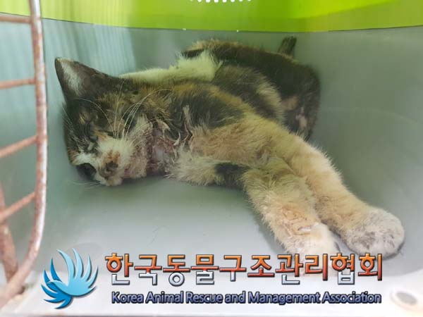 한국동물구조관리협회_411300202500006