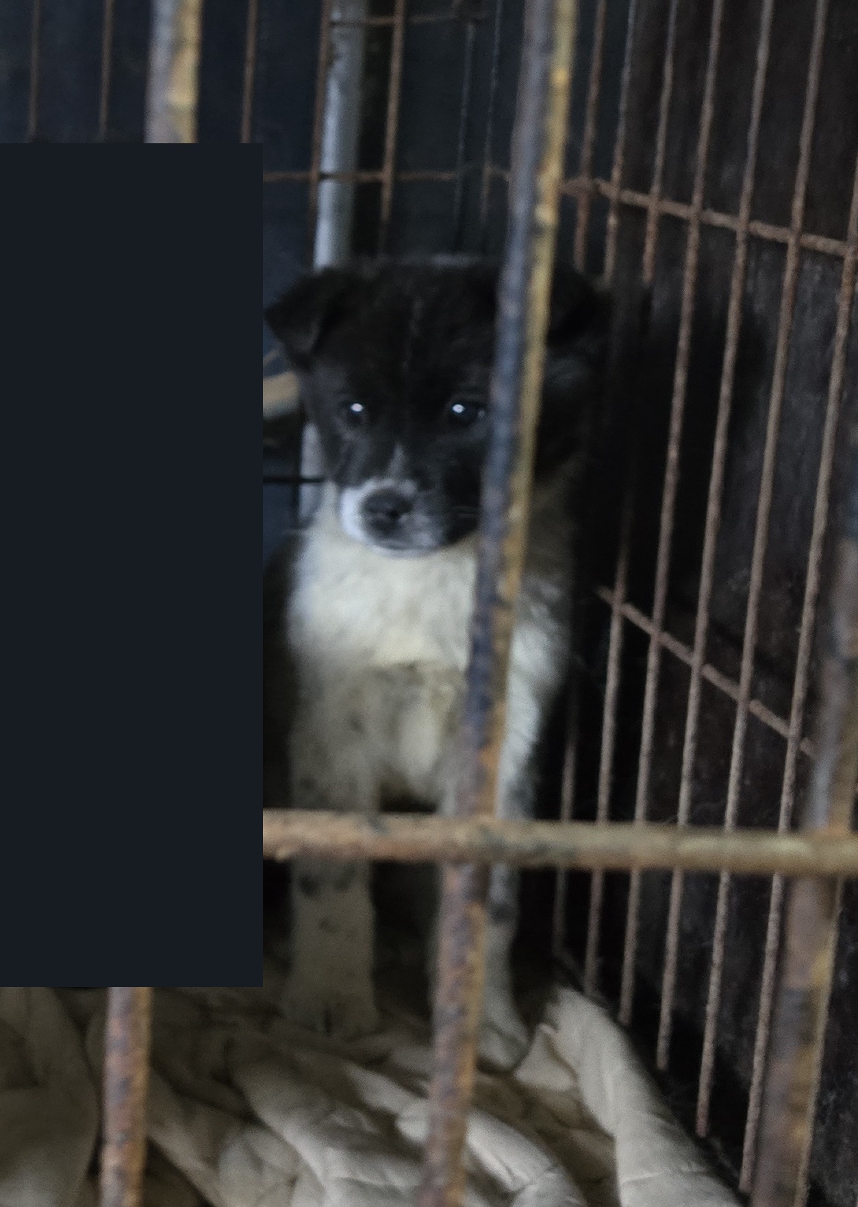 금일동물보호센터_444460202500061