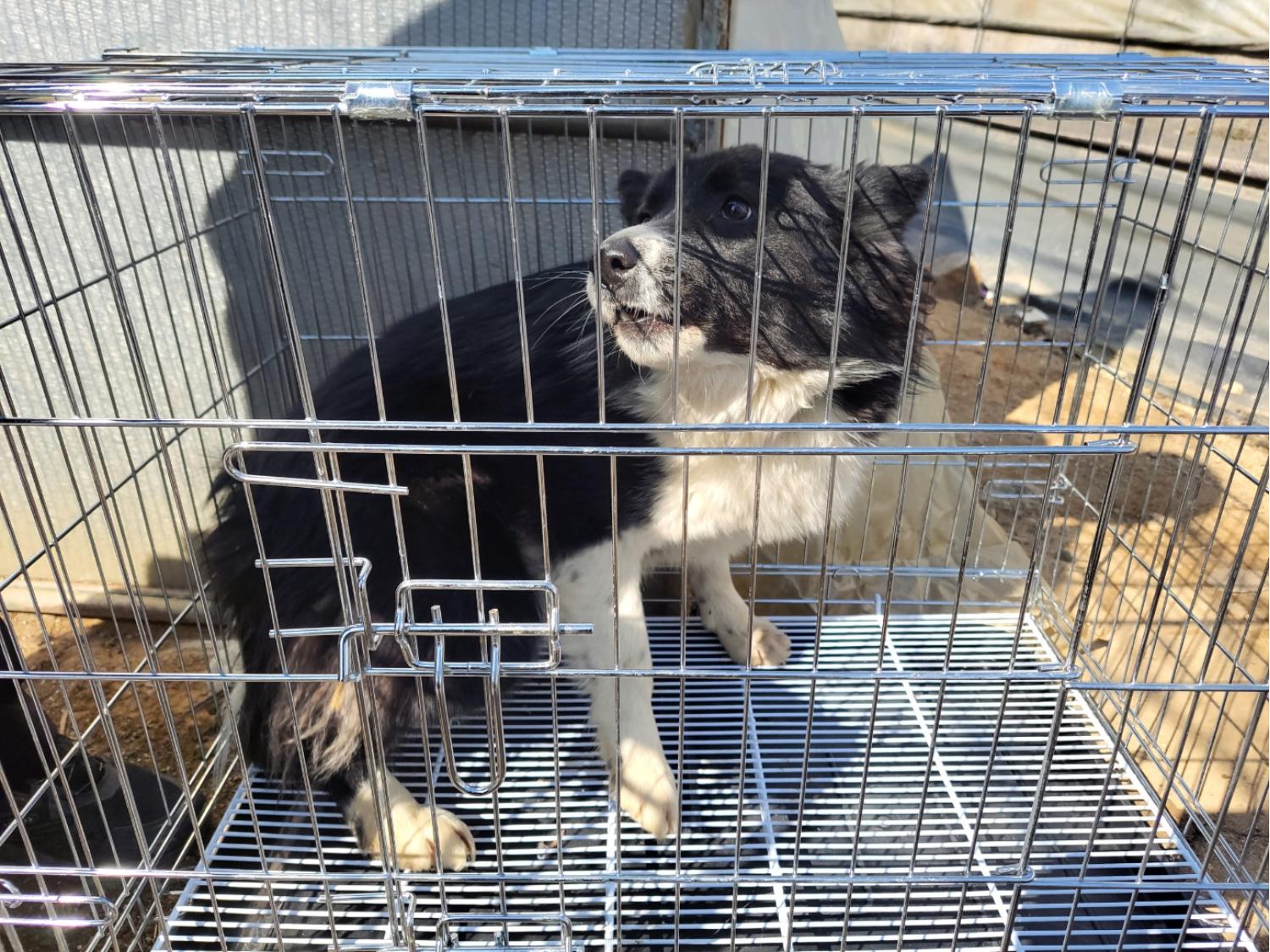 고양시동물보호센터_441394202500222