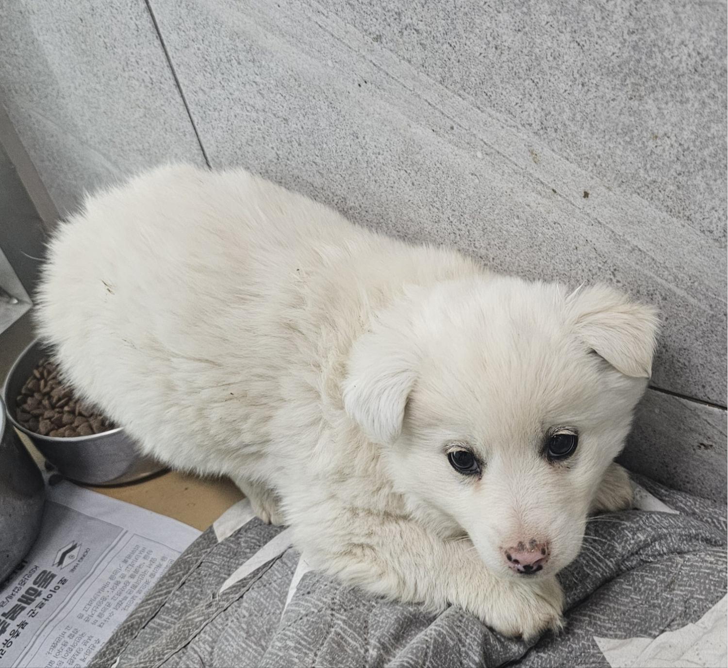 원주시동물보호센터_442419202500109