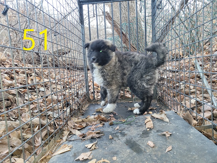 신영재동물병원_428355202500051