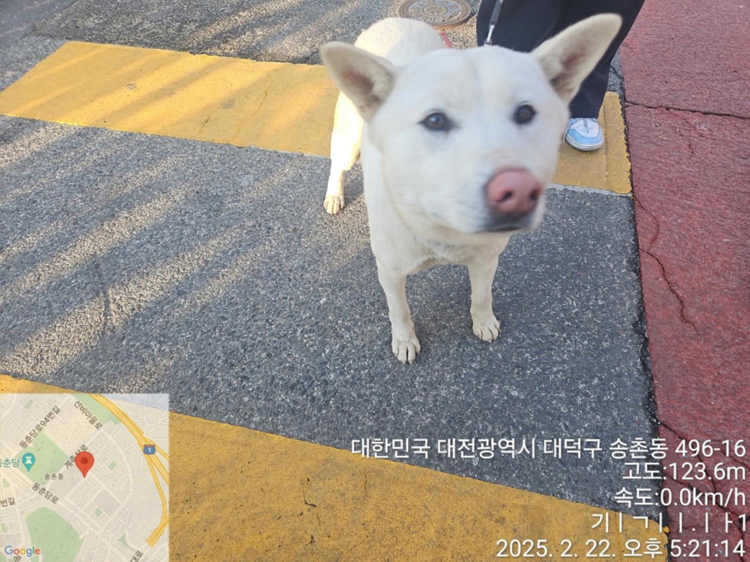 대전동물보호센터_430368202500027