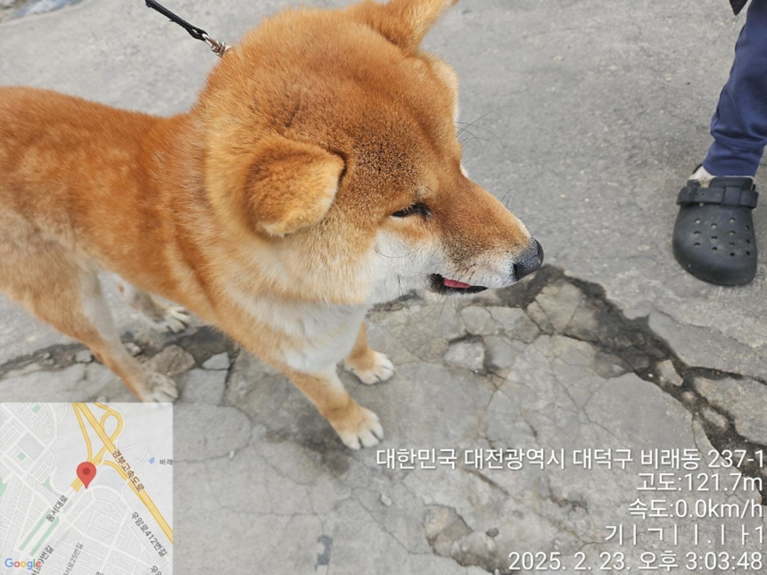 대전동물보호센터_430368202500028