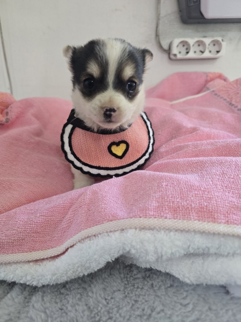 밀양시 동물보호센터_448536202500144