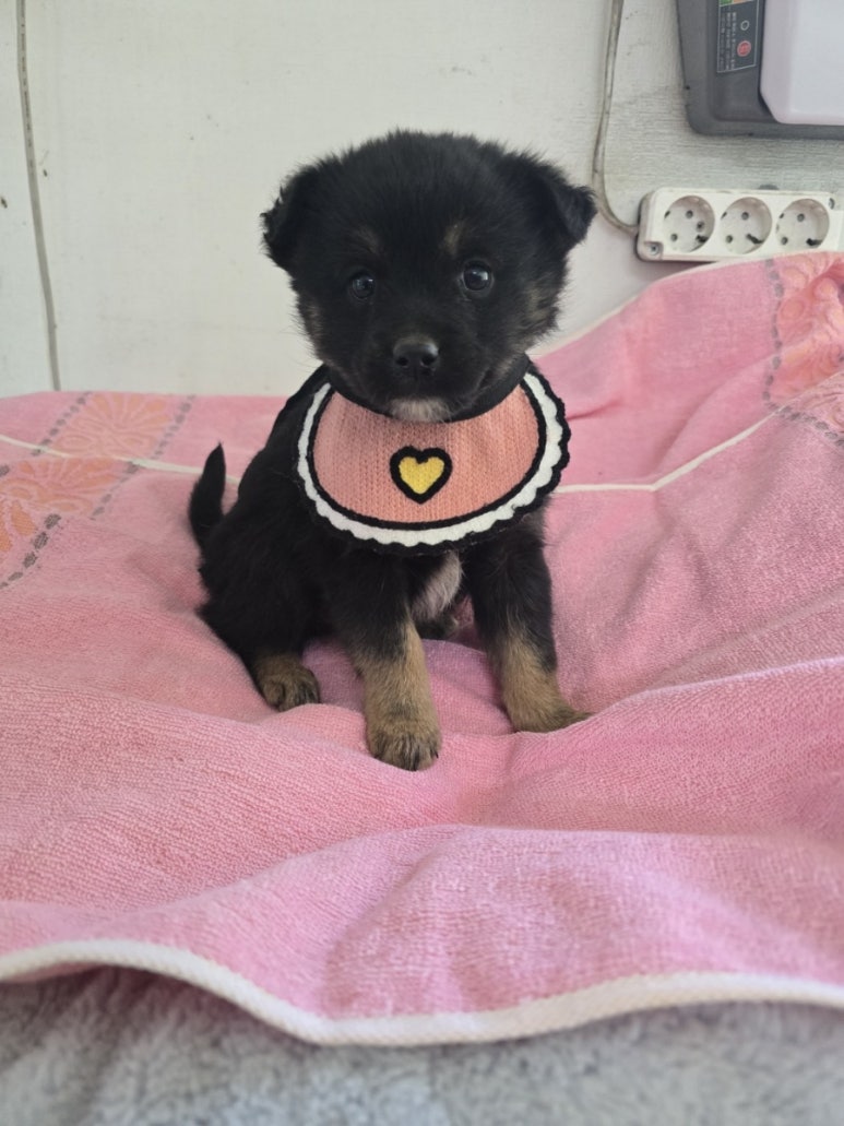 밀양시 동물보호센터_448536202500146