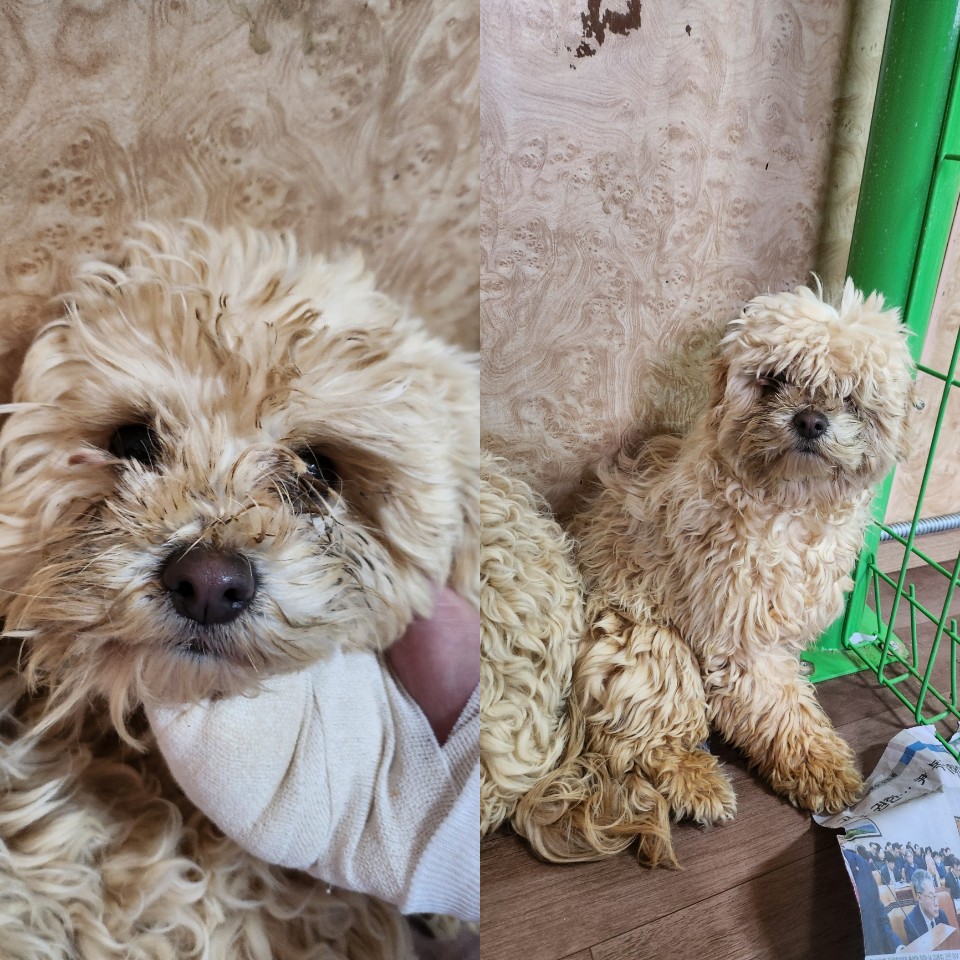 예산임시동물보호센터_444461202500020