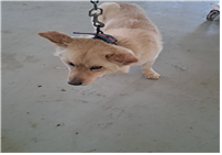 (사)동물보호관리협회_448535202500074