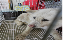종료(안락사) 믹스…