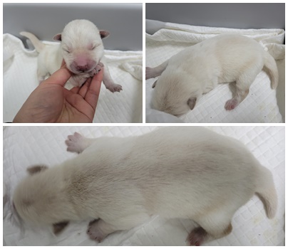논산시 동물보호센터_444454202500117