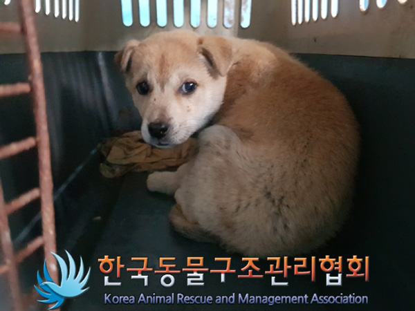 보호중 믹스견의 가…