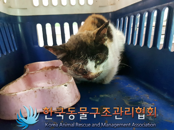 한국동물구조관리협회_441560202500161