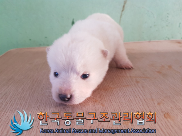 종료(자연사) 믹스…