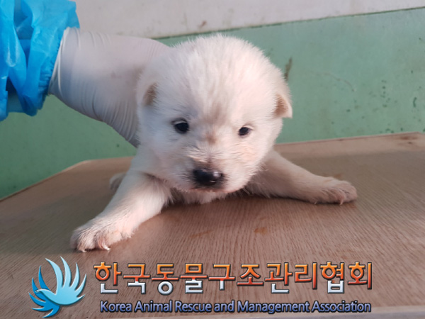 한국동물구조관리협회_441409202500174