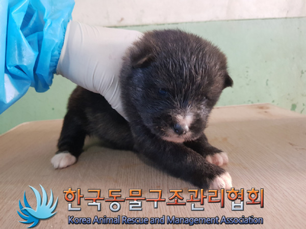 한국동물구조관리협회_441409202500172