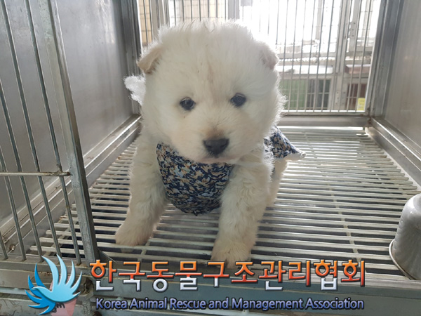 한국동물구조관리협회_441560202500164