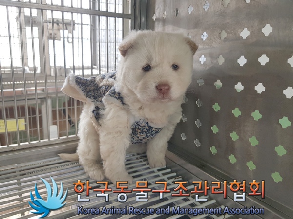 보호중 믹스견의 가…