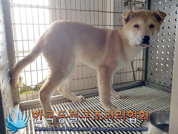 한국동물구조관리협회_411305202500035