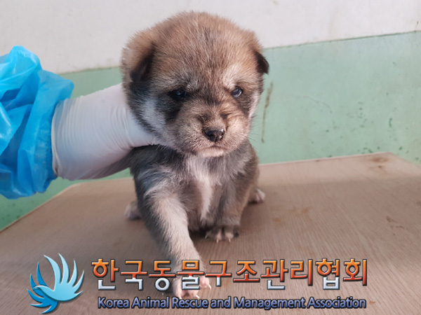 한국동물구조관리협회_441409202500171