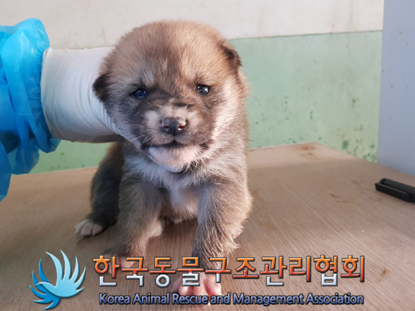 한국동물구조관리협회_441409202500177