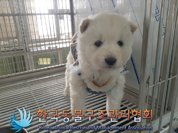 한국동물구조관리협회_441560202500163
