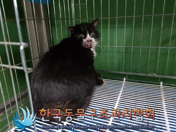 한국동물구조관리협회_411312202500013