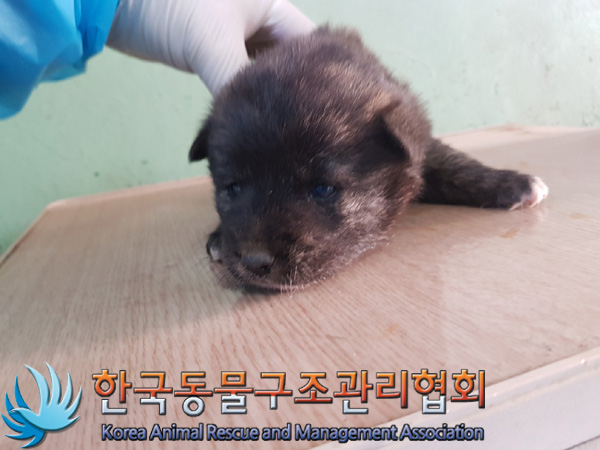 한국동물구조관리협회_441409202500173