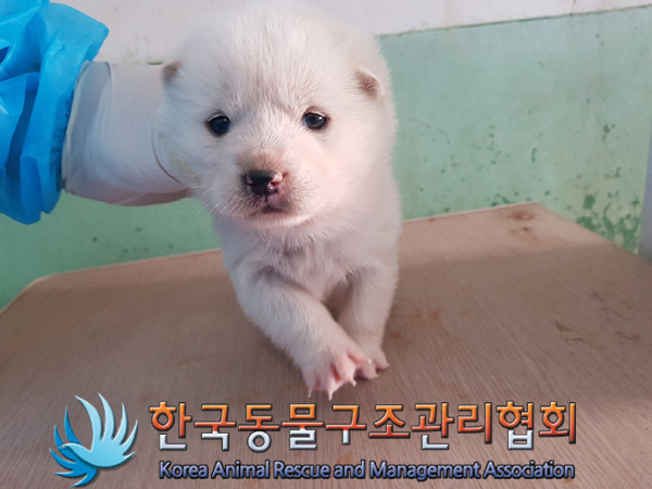 종료(자연사) 믹스…