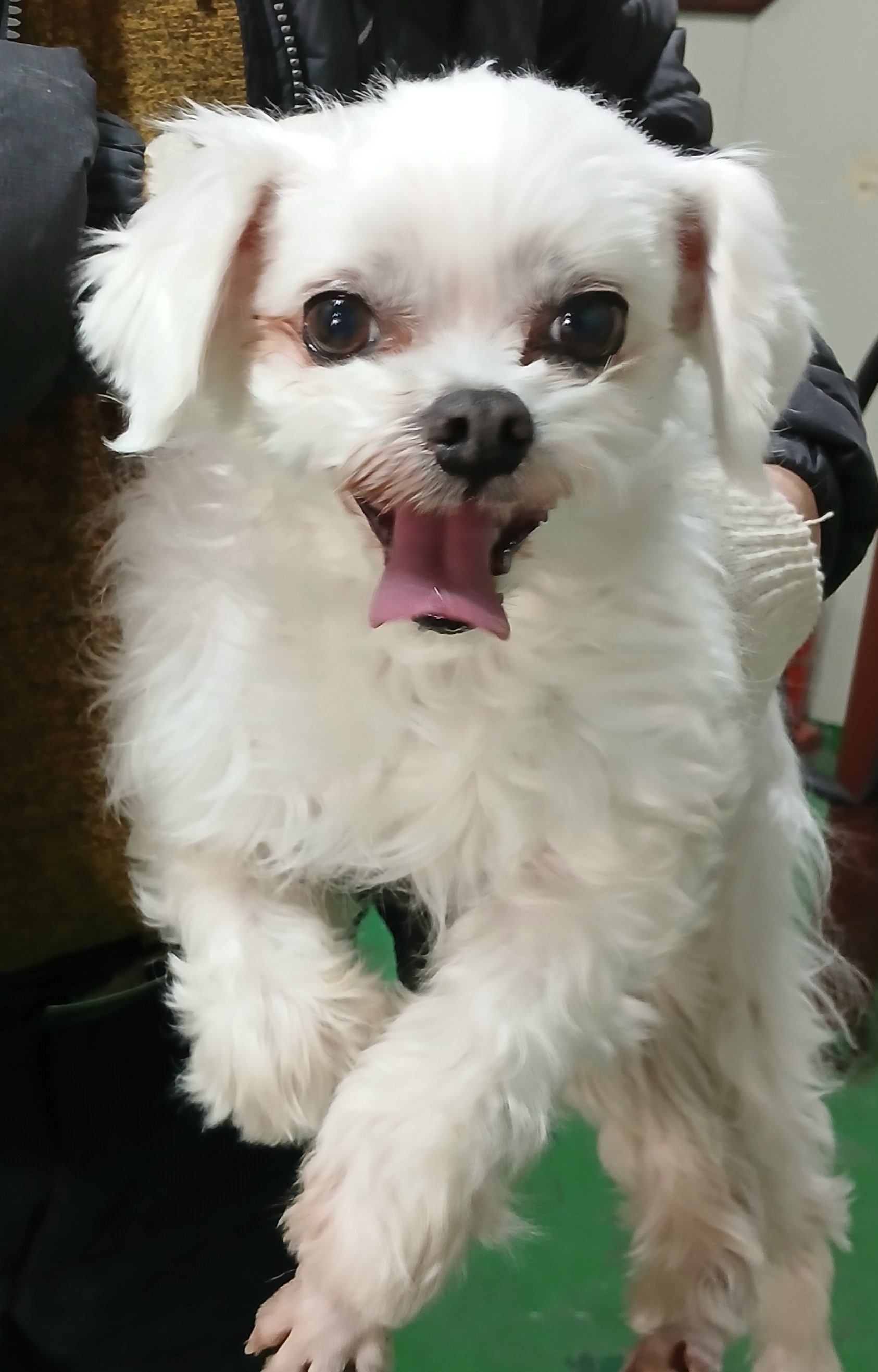 대구유기동물보호센터_427342202500077