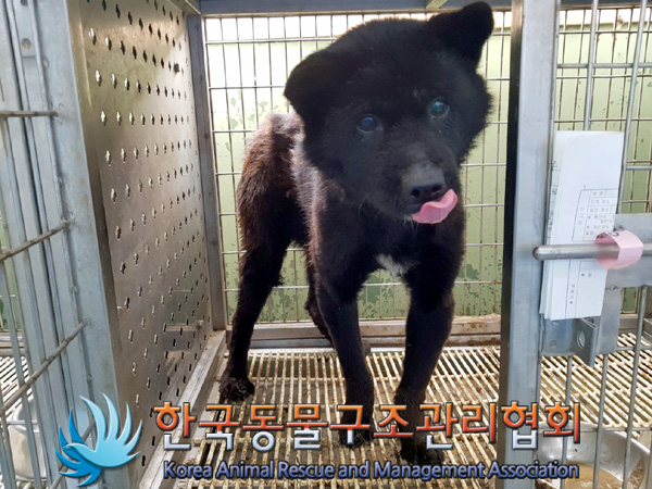 한국동물구조관리협회_441382202500029