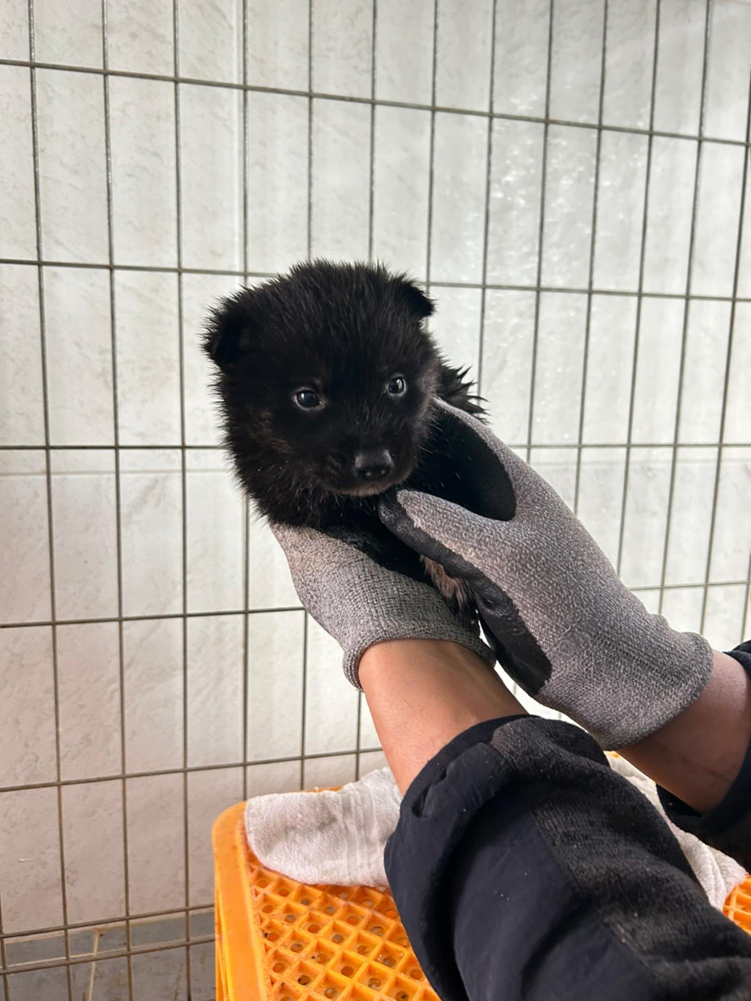 유기동물 삼호 보호소_446494202500073