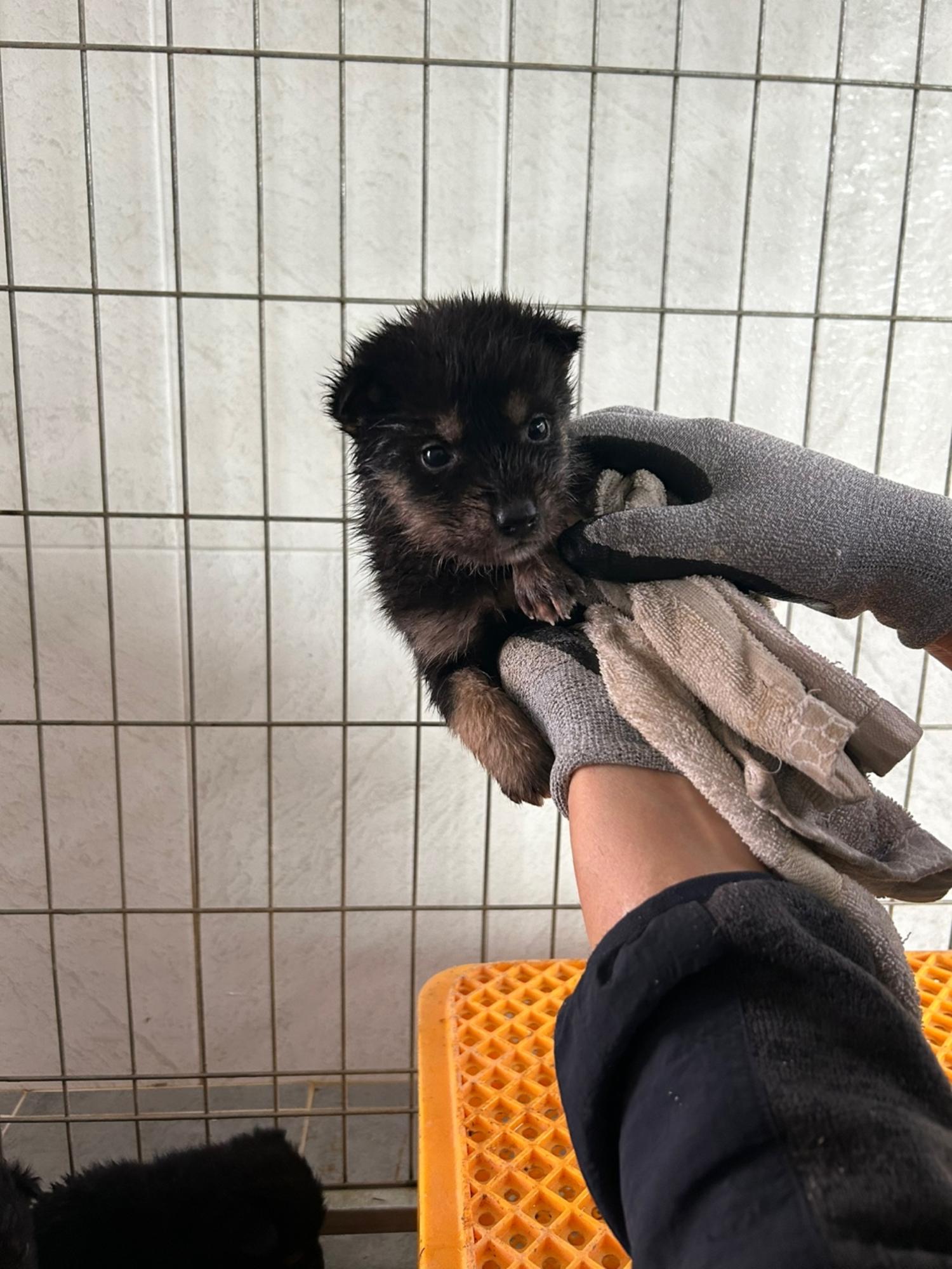 유기동물 삼호 보호소_446494202500075