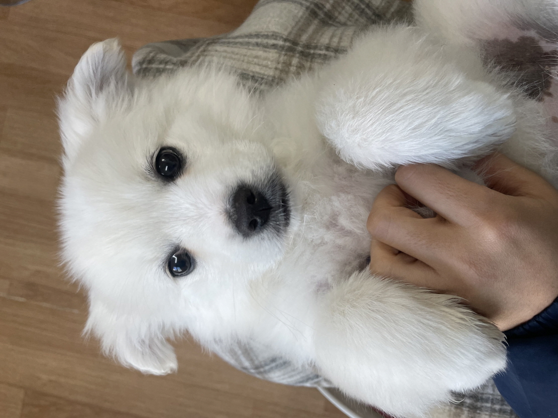 사천시 동물보호센터_448534202500176