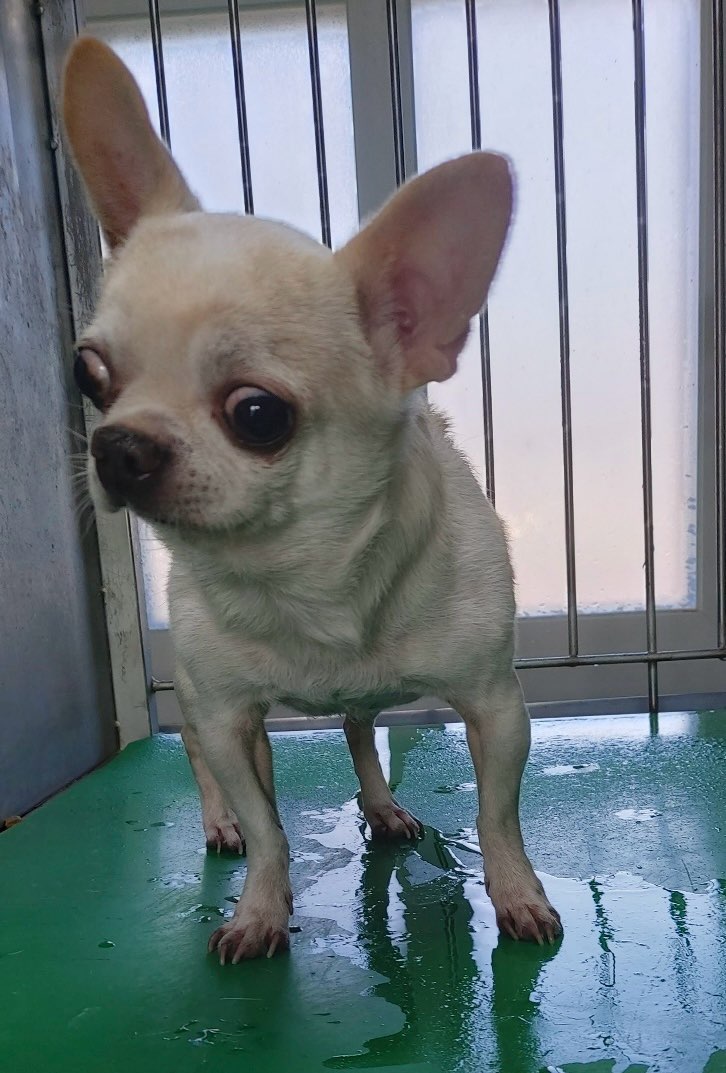 보령시유기동물보호소_444451202500086