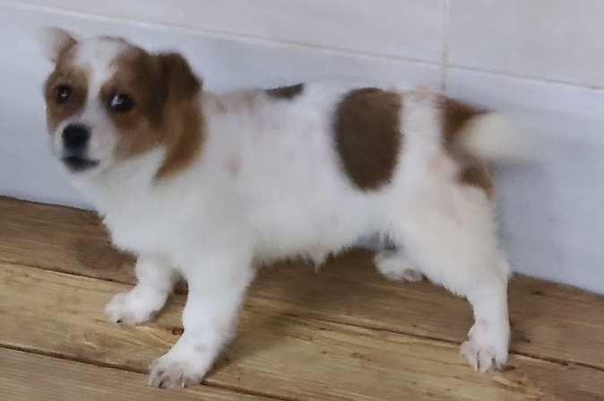 영천유기동물보호센터_447510202500061