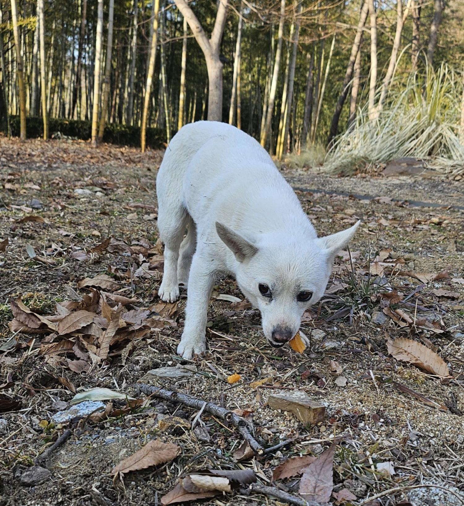 울산유기동물보호센터_431373202500129