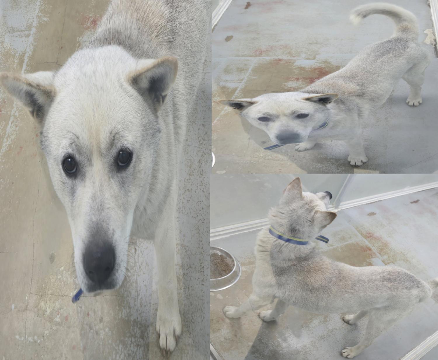 서산시 동물보호센터_444453202500087