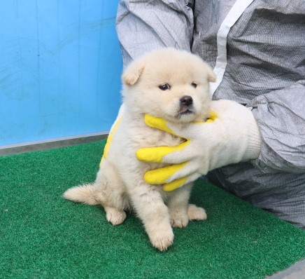 제주 동물보호센터_450650202500398