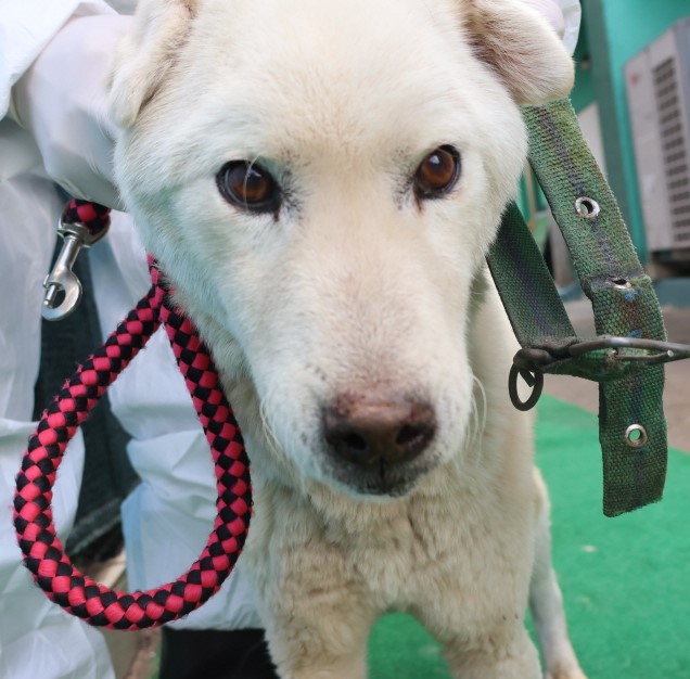 제주 동물보호센터_450650202500401