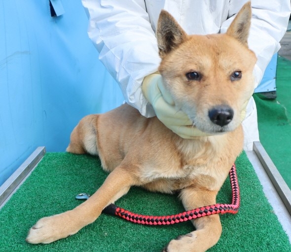 제주 동물보호센터_450650202500406
