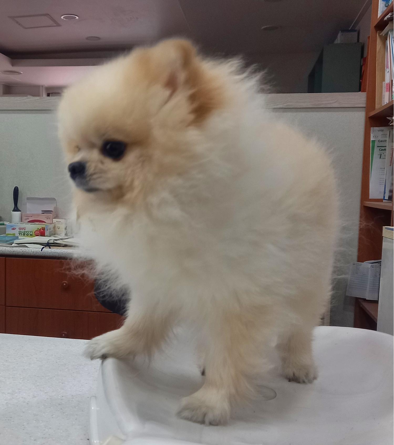 대구시수의사회(더펫)_427343202500065