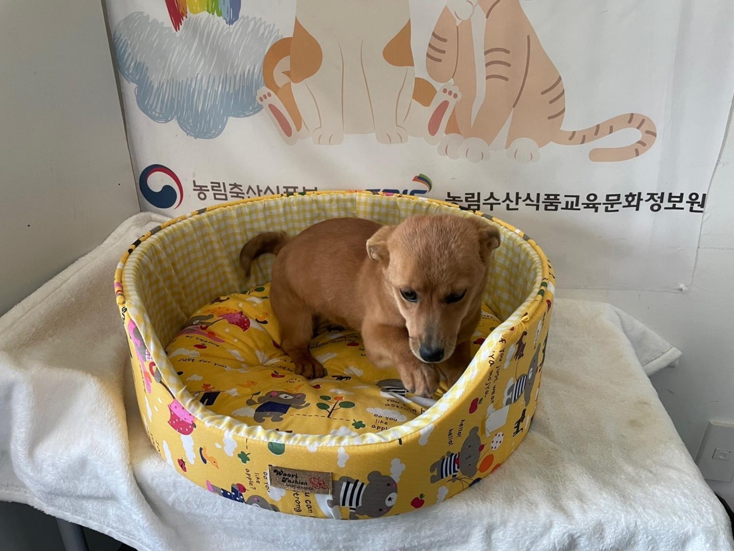 홍천군유기동물보호소_442425202500018
