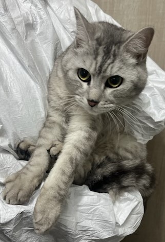 종료(입양) 아메리…