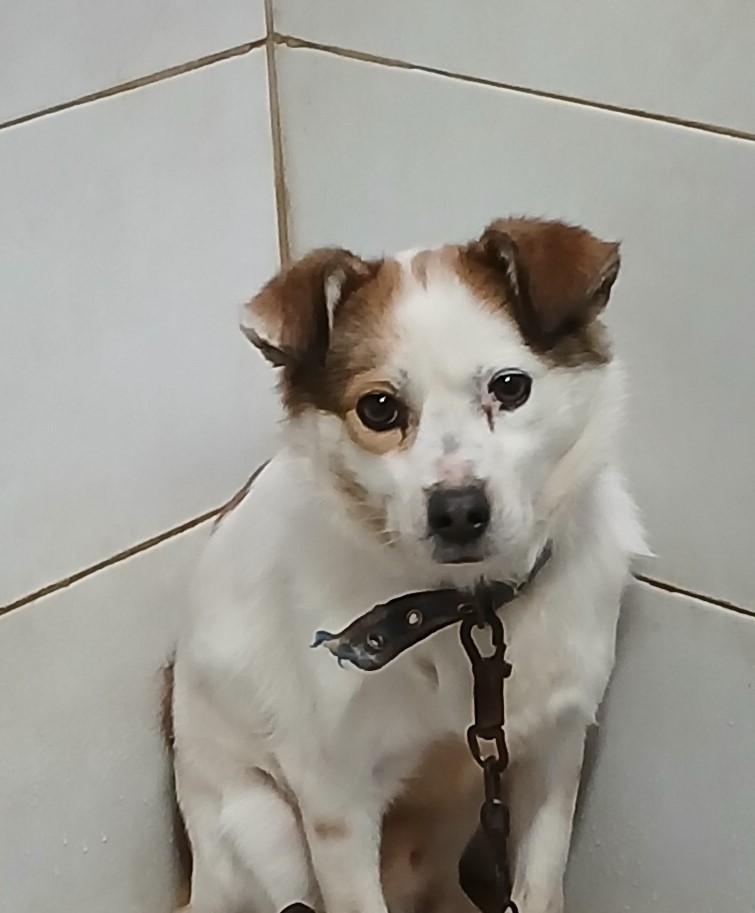 대구유기동물보호협회_427347202500098