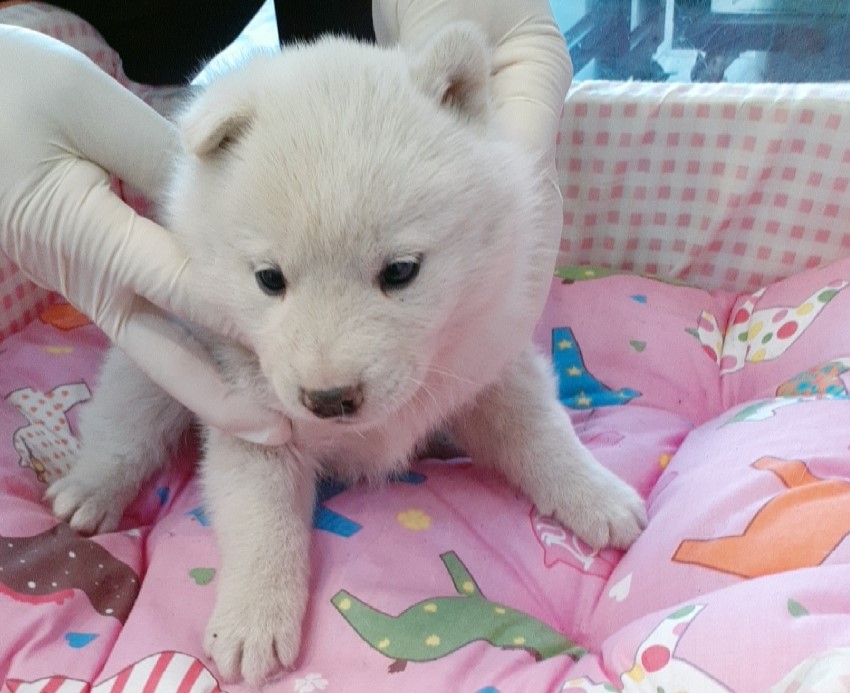 오산 유기동물보호소_441400202500046