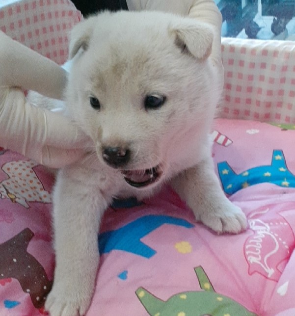 오산 유기동물보호소_441400202500044