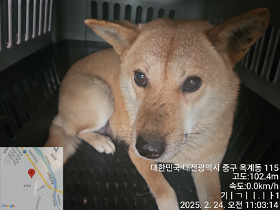 대전동물보호센터_430365202500027