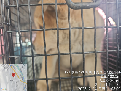 대전동물보호센터_430365202500028
